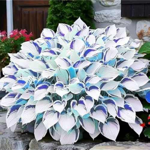 Funkien Rhizoms-Schattentolerante Premium-Stauden Gartenprojekte-Winterhart Geeignet FüR Eingangsbereiche -10 hosta -f Funkien Rhizoms-Schattentolerante Premium-Stauden Gartenprojekte-Winterhart Geeignet FüR Eingangsbereiche -10 hosta -f von GKUHGCA