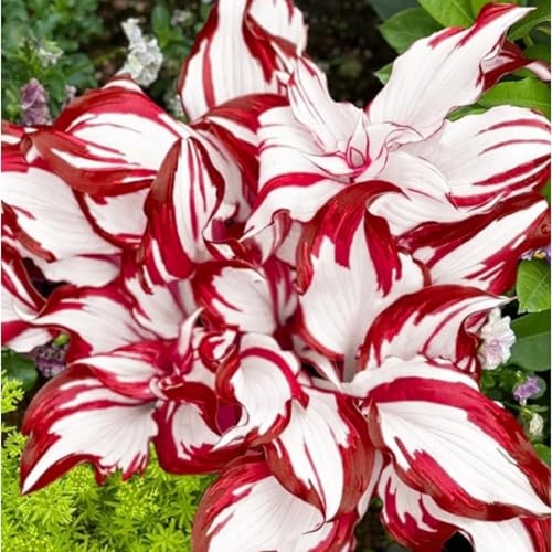 Funkien Rhizoms-Schattentolerante Premium-Stauden Gartenprojekte-Winterhart Geeignet FüR Eingangsbereiche -15 hosta -c Funkien Rhizoms-Schattentolerante Premium-Stauden Gartenprojekte-Winterhart Geeignet FüR Eingangsbereiche -15 hosta -c von GKUHGCA
