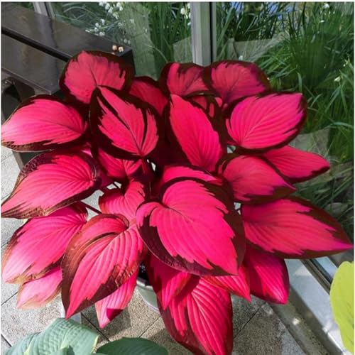 Funkien Rhizoms-Schattentolerante Premium-Stauden Gartenprojekte-Winterhart Geeignet FüR Eingangsbereiche -6 hosta -b Funkien Rhizoms-Schattentolerante Premium-Stauden Gartenprojekte-Winterhart Geeignet FüR Eingangsbereiche -6 hosta -b von GKUHGCA