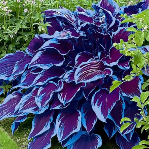 Funkien Rhizoms-Schattentolerante Premium-Stauden Gartenprojekte-Winterhart Geeignet FüR Eingangsbereiche -6 hosta -d Funkien Rhizoms-Schattentolerante Premium-Stauden Gartenprojekte-Winterhart Geeignet FüR Eingangsbereiche -6 hosta -d von GKUHGCA