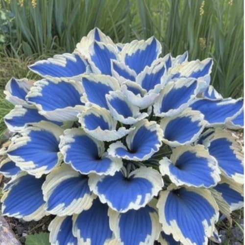 Funkien Rhizoms-Schattentolerante Premium-Stauden Gartenprojekte-Winterhart Geeignet FüR Eingangsbereiche -6 hosta -h Funkien Rhizoms-Schattentolerante Premium-Stauden Gartenprojekte-Winterhart Geeignet FüR Eingangsbereiche -6 hosta -h von GKUHGCA