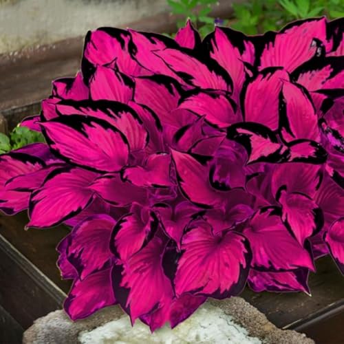 Funkien XXL-Mischung 10 Stück - Farbenfrohe Exklusive-Sorten, Pflegeleicht & Lange Blütezeit Ideal für Anfänger-6 hosta-g Funkien XXL-Mischung 10 Stück - Farbenfrohe Exklusive-Sorten, Pflegeleicht & Lange Blütezeit Ideal für Anfänger-6 hosta-g von GKUHGCA