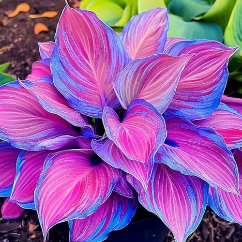 Funkien XXL-Mischung 10 Stück - Farbenfrohe Exklusive-Sorten, Pflegeleicht & Lange Blütezeit Ideal für Anfänger-6 hosta-h Funkien XXL-Mischung 10 Stück - Farbenfrohe Exklusive-Sorten, Pflegeleicht & Lange Blütezeit Ideal für Anfänger-6 hosta-h von GKUHGCA