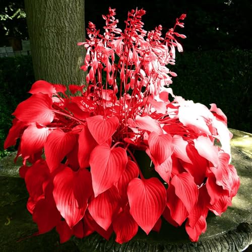 Funkienzwiebeln Winterhart,Winterhart & Pflegeleicht-4 funkien-h Funkienzwiebeln Winterhart,Winterhart & Pflegeleicht-4 funkien-h von GKUHGCA