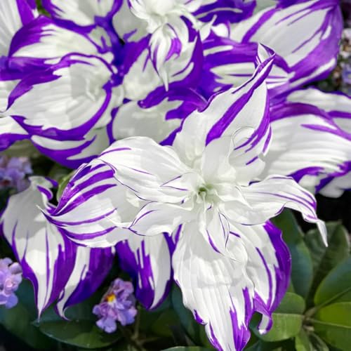 Funkienzwiebeln Winterhart,Winterhart & Pflegeleicht-6 funkien-c Funkienzwiebeln Winterhart,Winterhart & Pflegeleicht-6 funkien-c von GKUHGCA