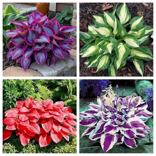 Funkienzwiebeln XXL-Mischung 10 Stück - Farbenfrohe Exklusiv-Sorten, Pflegeleicht & Lange Blütezeit Ideal für Anfänger-10 funkien-e Funkienzwiebeln XXL-Mischung 10 Stück - Farbenfrohe Exklusiv-Sorten, Pflegeleicht & Lange Blütezeit Ideal für Anfänger-10 funkien-e von GKUHGCA