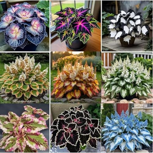 Funkienzwiebeln XXL-Mischung 10 Stück - Farbenfrohe Exklusiv-Sorten, Pflegeleicht & Lange Blütezeit Ideal für Anfänger-10 funkien-f Funkienzwiebeln XXL-Mischung 10 Stück - Farbenfrohe Exklusiv-Sorten, Pflegeleicht & Lange Blütezeit Ideal für Anfänger-10 funkien-f von GKUHGCA