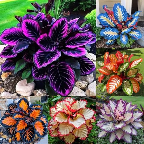 Funkienzwiebeln XXL-Mischung 10 Stück - Farbenfrohe Exklusiv-Sorten, Pflegeleicht & Lange Blütezeit Ideal für Anfänger-10 hosta-d Funkienzwiebeln XXL-Mischung 10 Stück - Farbenfrohe Exklusiv-Sorten, Pflegeleicht & Lange Blütezeit Ideal für Anfänger-10 hosta-d von GKUHGCA