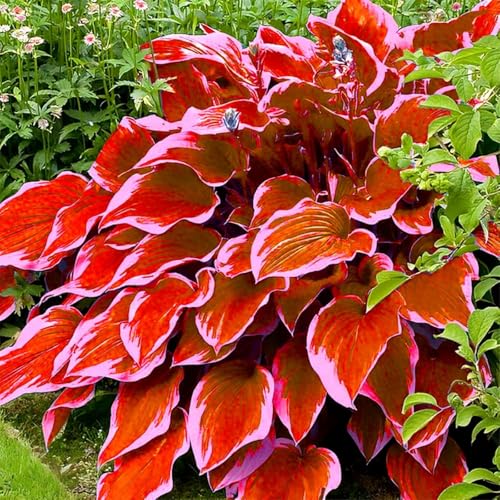 Funkienzwiebeln XXL-Mischung 10 Stück - Farbenfrohe Exklusiv-Sorten, Pflegeleicht & Lange Blütezeit Ideal für Anfänger-4 hosta-b Funkienzwiebeln XXL-Mischung 10 Stück - Farbenfrohe Exklusiv-Sorten, Pflegeleicht & Lange Blütezeit Ideal für Anfänger-4 hosta-b von GKUHGCA