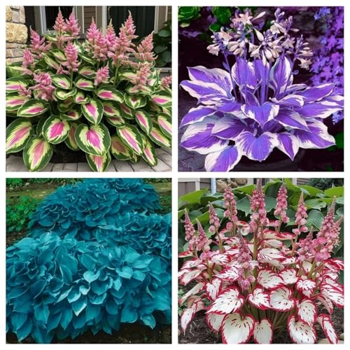 Funkienzwiebeln XXL-Mischung 10 Stück - Farbenfrohe Exklusiv-Sorten, Pflegeleicht & Lange Blütezeit Ideal für Anfänger-8 funkien-c Funkienzwiebeln XXL-Mischung 10 Stück - Farbenfrohe Exklusiv-Sorten, Pflegeleicht & Lange Blütezeit Ideal für Anfänger-8 funkien-c von GKUHGCA