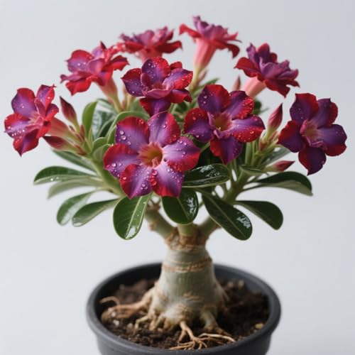 GKUHGCA Ornamenten im Staudengarten Pflanztöpfe zum Züchten von Gartenpflanzen Winterhart MehrjäHrig -1 Winterhart Wüstenrosen-E GKUHGCA Ornamenten im Staudengarten Pflanztöpfe zum Züchten von Gartenpflanzen Winterhart MehrjäHrig -1 Winterhart Wüstenrosen-E von GKUHGCA