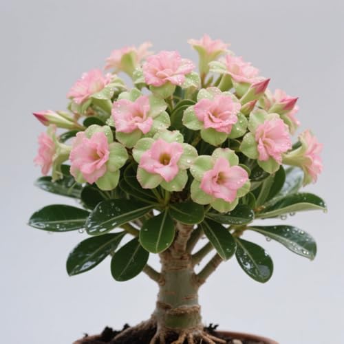 GKUHGCA Ornamenten im Staudengarten Pflanztöpfe zum Züchten von Gartenpflanzen Winterhart MehrjäHrig -4 Winterhart Wüstenrosen-A GKUHGCA Ornamenten im Staudengarten Pflanztöpfe zum Züchten von Gartenpflanzen Winterhart MehrjäHrig -4 Winterhart Wüstenrosen-A von GKUHGCA