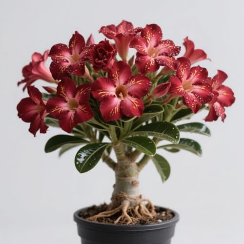 GKUHGCA Ornamenten im Staudengarten Pflanztöpfe zum Züchten von Gartenpflanzen Winterhart MehrjäHrig -4 Winterhart Wüstenrosen-I GKUHGCA Ornamenten im Staudengarten Pflanztöpfe zum Züchten von Gartenpflanzen Winterhart MehrjäHrig -4 Winterhart Wüstenrosen-I von GKUHGCA