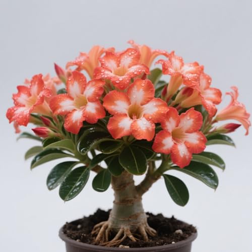 GKUHGCA Ornamenten im Staudengarten Pflanztöpfe zum Züchten von Gartenpflanzen Winterhart MehrjäHrig -5 Winterhart Wüstenrosen-D GKUHGCA Ornamenten im Staudengarten Pflanztöpfe zum Züchten von Gartenpflanzen Winterhart MehrjäHrig -5 Winterhart Wüstenrosen-D von GKUHGCA