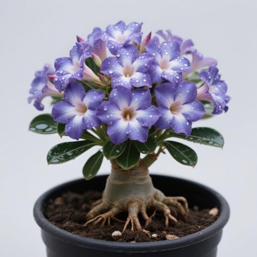 GKUHGCA Ornamenten im Staudengarten Pflanztöpfe zum Züchten von Gartenpflanzen Winterhart MehrjäHrig -5 Winterhart Wüstenrosen-J GKUHGCA Ornamenten im Staudengarten Pflanztöpfe zum Züchten von Gartenpflanzen Winterhart MehrjäHrig -5 Winterhart Wüstenrosen-J von GKUHGCA