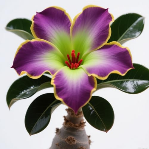 GKUHGCA Züchten von Gartenpflanzen Winterhart MehrjäHrig Ornamenten im Staudengarten Pflanztöpfe zum -2 Winterhart Wüstenrosen-G GKUHGCA Züchten von Gartenpflanzen Winterhart MehrjäHrig Ornamenten im Staudengarten Pflanztöpfe zum -2 Winterhart Wüstenrosen-G von GKUHGCA