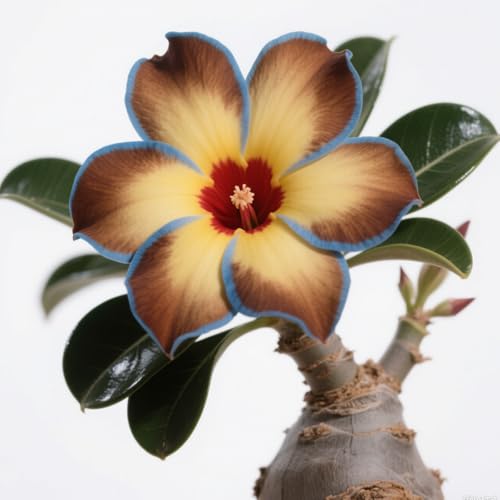 GKUHGCA Züchten von Gartenpflanzen Winterhart MehrjäHrig Ornamenten im Staudengarten Pflanztöpfe zum -4 Winterhart Wüstenrosen-D GKUHGCA Züchten von Gartenpflanzen Winterhart MehrjäHrig Ornamenten im Staudengarten Pflanztöpfe zum -4 Winterhart Wüstenrosen-D von GKUHGCA