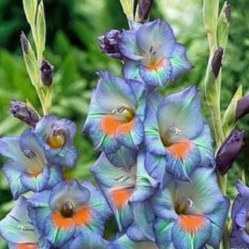 Gladiolen XXL-Mischung 10 Stück - Farbenfrohe Exklusiv-Sorten, Pflegeleicht & Lange Blütezeit Ideal für Anfänger-10 Stängel-H von GKUHGCA