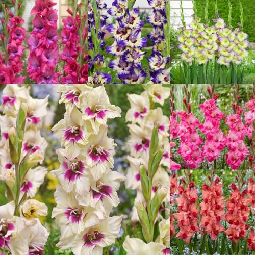 Gladiolen XXL-Mischung 10 Stück - Farbenfrohe Exklusive-Sorten, Pflegeleicht & Lange Blütezeit Ideal für Anfänger-3 Stängel-A Gladiolen XXL-Mischung 10 Stück - Farbenfrohe Exklusive-Sorten, Pflegeleicht & Lange Blütezeit Ideal für Anfänger-3 Stängel-A von GKUHGCA