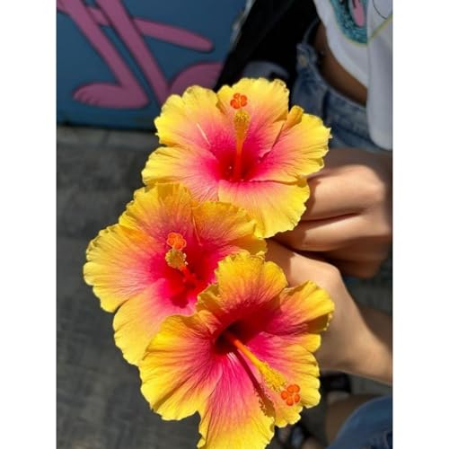 Hibiskuspflanze Rhizoms-Schattentolerante Premium-Stauden Gartenprojekte-Winterhart Geeignet FüR Eingangsbereiche-2 Stängel-B Hibiskuspflanze Rhizoms-Schattentolerante Premium-Stauden Gartenprojekte-Winterhart Geeignet FüR Eingangsbereiche-2 Stängel-B von GKUHGCA