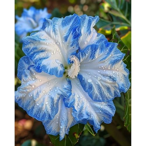 Hibiskuspflanze Rhizoms-Schattentolerante Premium-Stauden Gartenprojekte-Winterhart Geeignet FüR Eingangsbereiche-2 Stängel-D Hibiskuspflanze Rhizoms-Schattentolerante Premium-Stauden Gartenprojekte-Winterhart Geeignet FüR Eingangsbereiche-2 Stängel-D von GKUHGCA