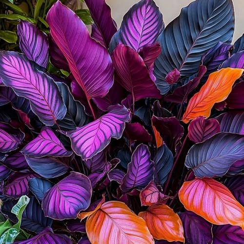 Hostapflanze Rhizoms-Schattentolerante Premium-Stauden Gartenprojekte-Winterhart Geeignet FüR Eingangsbereiche-4 Rhizoms-f Hostapflanze Rhizoms-Schattentolerante Premium-Stauden Gartenprojekte-Winterhart Geeignet FüR Eingangsbereiche-4 Rhizoms-f von GKUHGCA