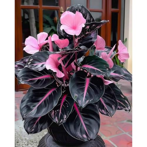 Mehrjährige Knollenpflanzung Topfpflanzornamente für Anfänger(Funkienzwiebeln)-15 hosta-b von GKUHGCA