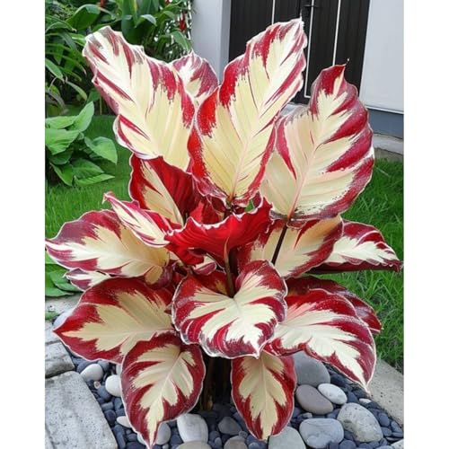 Mehrjährige Knollenpflanzung Topfpflanzornamente für Anfänger(Funkienzwiebeln)-6 hosta-i von GKUHGCA