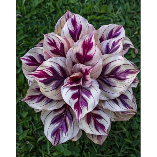 Mehrjährige Knollenpflanzung Topfpflanzornamente für Anfänger(Funkienzwiebeln)-8 hosta-a von GKUHGCA