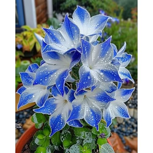 Mehrjährige Knollenpflanzung Topfpflanzornamente für Anfänger(Funkienzwiebeln)-8 hosta-g von GKUHGCA