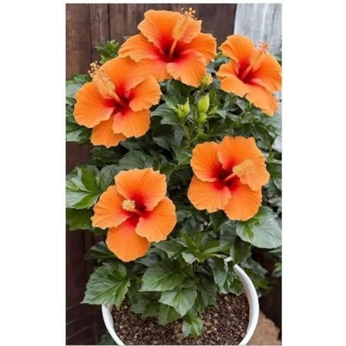 Mehrjährige Knollenpflanzung Topfpflanzornamente für Anfänger(Hibiskuszwiebeln)-2 Wurzeln-I von GKUHGCA