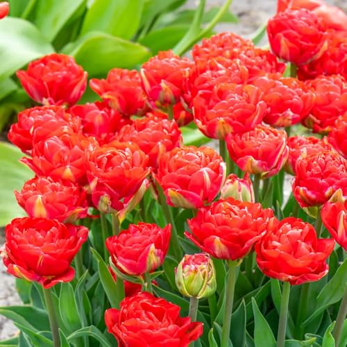 Pfingstrosenzwiebeln XXL-Mischung 10 Stück - Farbenfrohe Exklusive-Sorten, Pflegeleicht & Lange Blütezeit Ideal für Anfänger-6 Wurzeln-B Pfingstrosenzwiebeln XXL-Mischung 10 Stück - Farbenfrohe Exklusive-Sorten, Pflegeleicht & Lange Blütezeit Ideal für Anfänger-6 Wurzeln-B von GKUHGCA