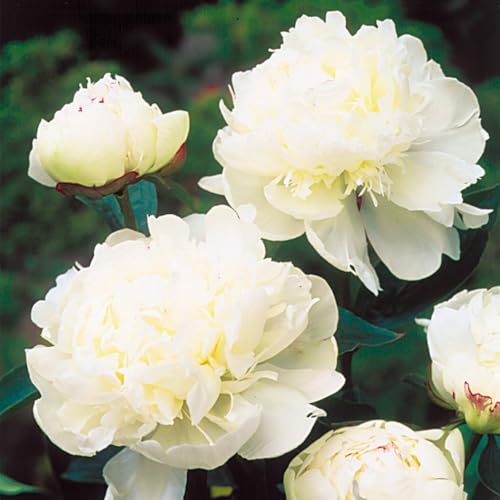 Pfingstrosenzwiebeln XXL-Mischung 10 Stück - Farbenfrohe Exklusive-Sorten, Pflegeleicht & Lange Blütezeit Ideal für Anfänger-8 Wurzeln-E Pfingstrosenzwiebeln XXL-Mischung 10 Stück - Farbenfrohe Exklusive-Sorten, Pflegeleicht & Lange Blütezeit Ideal für Anfänger-8 Wurzeln-E von GKUHGCA