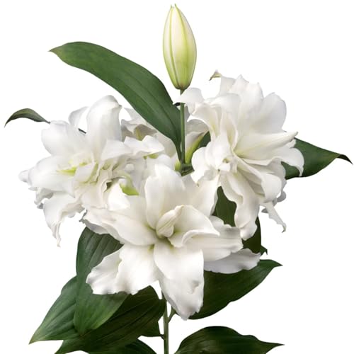 Premium(Lilienzwiebeln) Sortiment Farbenfrohewinterharte Zwiebelnideal FüR Garten Und Beete Schnellwachsend, GroßE BlüTen-2Wurzeln-F von GKUHGCA