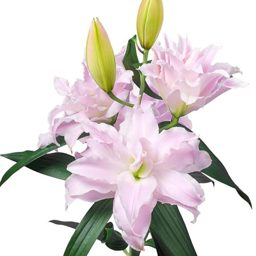 Premium(Lilienzwiebeln) Sortiment Farbenfrohewinterharte Zwiebelnideal FüR Garten Und Beete Schnellwachsend, GroßE BlüTen-8 Wurzeln-B von GKUHGCA