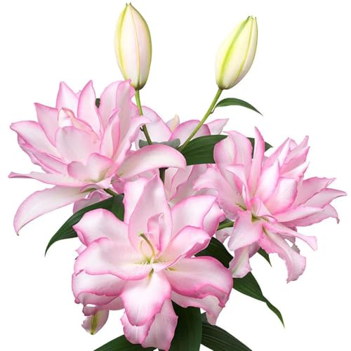 Premium(Lilienzwiebeln) Sortiment Farbenfrohewinterharte Zwiebelnideal FüR Garten Und Beete Schnellwachsend, GroßE BlüTen-8 Wurzeln-D von GKUHGCA