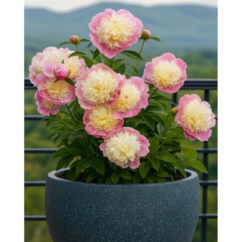 Premium(Pfingstrosenzwiebeln) Sortiment Farbenfrohewinterharte Zwiebelnideal FüR Garten Und Beete Schnellwachsend, GroßE BlüTen-2 Stängel-J von GKUHGCA