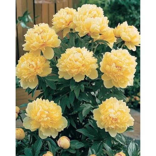 Premium(Pfingstrosenzwiebeln) Sortiment Farbenfrohewinterharte Zwiebelnideal FüR Garten Und Beete Schnellwachsend, GroßE BlüTen-4 Stängel-B von GKUHGCA