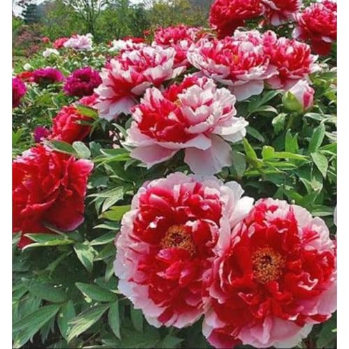 Premium(Pfingstrosenzwiebeln) Sortiment Farbenfrohewinterharte Zwiebelnideal FüR Garten Und Beete Schnellwachsend, GroßE BlüTen-4 Stängel-H von GKUHGCA