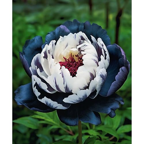 Premium(Pfingstrosenzwiebeln) Sortiment Farbenfrohewinterharte Zwiebelnideal FüR Garten Und Beete Schnellwachsend, GroßE BlüTen-6 Stängel-A von GKUHGCA