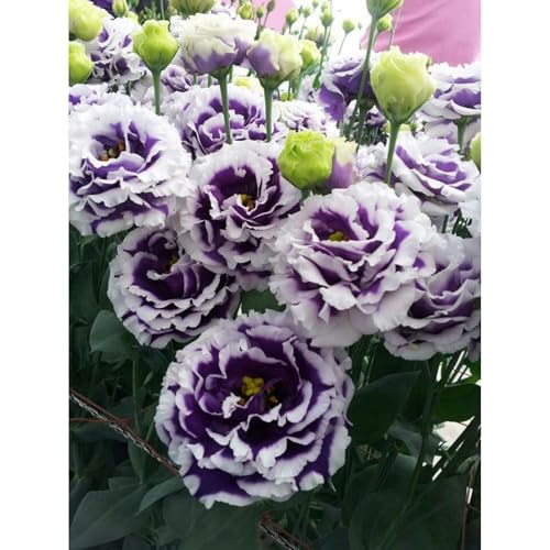 Premium(Pfingstrosenzwiebeln) Sortiment Farbenfrohewinterharte Zwiebelnideal FüR Garten Und Beete Schnellwachsend, GroßE BlüTen-6 Stängel-C von GKUHGCA