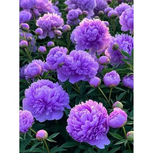 Premium(Pfingstrosenzwiebeln) Sortiment Farbenfrohewinterharte Zwiebelnideal FüR Garten Und Beete Schnellwachsend, GroßE BlüTen-8 Stängel-E von GKUHGCA