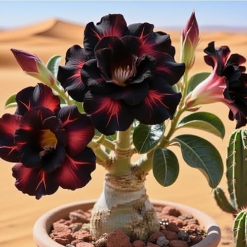 Premium(WüStenrosen) Sortiment Farbenfrohewinterharte Zwiebelnideal FüR Garten Und Beete Schnellwachsend, GroßE BlüTen-1 Stängel-A von GKUHGCA