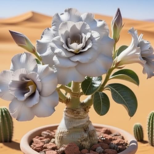 Premium(WüStenrosen) Sortiment Farbenfrohewinterharte Zwiebelnideal FüR Garten Und Beete Schnellwachsend, GroßE BlüTen-2 Stängel-I von GKUHGCA