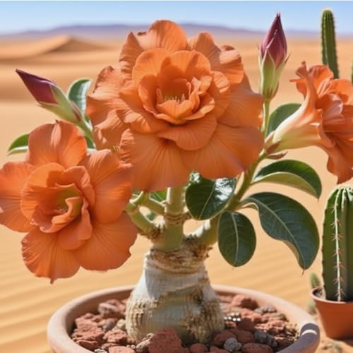 Premium(WüStenrosen) Sortiment Farbenfrohewinterharte Zwiebelnideal FüR Garten Und Beete Schnellwachsend, GroßE BlüTen-3 Stängel-D von GKUHGCA