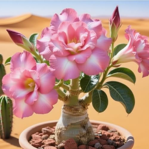 Premium(WüStenrosen) Sortiment Farbenfrohewinterharte Zwiebelnideal FüR Garten Und Beete Schnellwachsend, GroßE BlüTen-3 Stängel-F von GKUHGCA