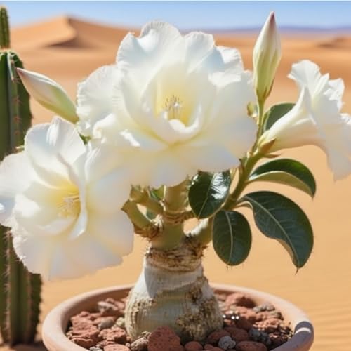 Premium(WüStenrosen) Sortiment Farbenfrohewinterharte Zwiebelnideal FüR Garten Und Beete Schnellwachsend, GroßE BlüTen-3 Stängel-H von GKUHGCA