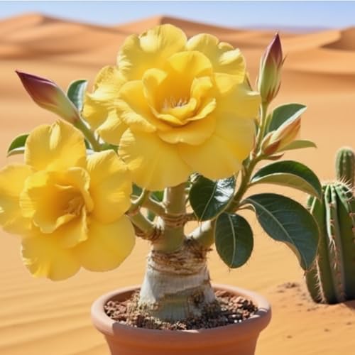 Premium(WüStenrosen) Sortiment Farbenfrohewinterharte Zwiebelnideal FüR Garten Und Beete Schnellwachsend, GroßE BlüTen-4 Stängel-C von GKUHGCA