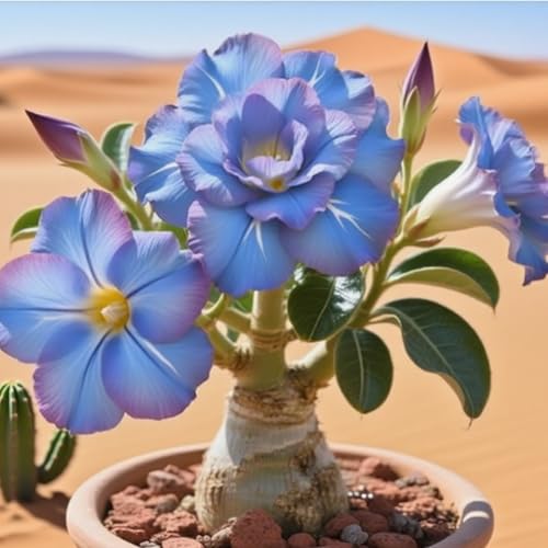 Premium(WüStenrosen) Sortiment Farbenfrohewinterharte Zwiebelnideal FüR Garten Und Beete Schnellwachsend, GroßE BlüTen-5 Stängel-B von GKUHGCA