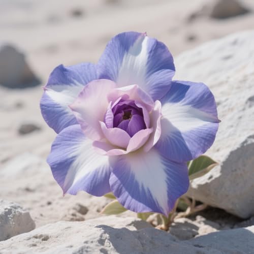 Winterhart MehrjäHrig Ornamenten im Staudengarten Pflanztöpfe zum Züchten von Gartenpflanzen -5 Wüstenrosenzwiebeln-A Winterhart MehrjäHrig Ornamenten im Staudengarten Pflanztöpfe zum Züchten von Gartenpflanzen -5 Wüstenrosenzwiebeln-A von GKUHGCA